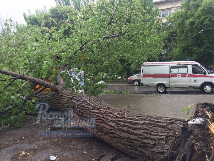 В Ростове на остановку упало дерево ФОТО 3 В Ростове на остановку упало дерево ФОТО 3