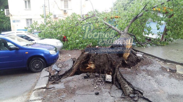В Ростове на остановку упало дерево ФОТО 2 В Ростове на остановку упало дерево ФОТО 2