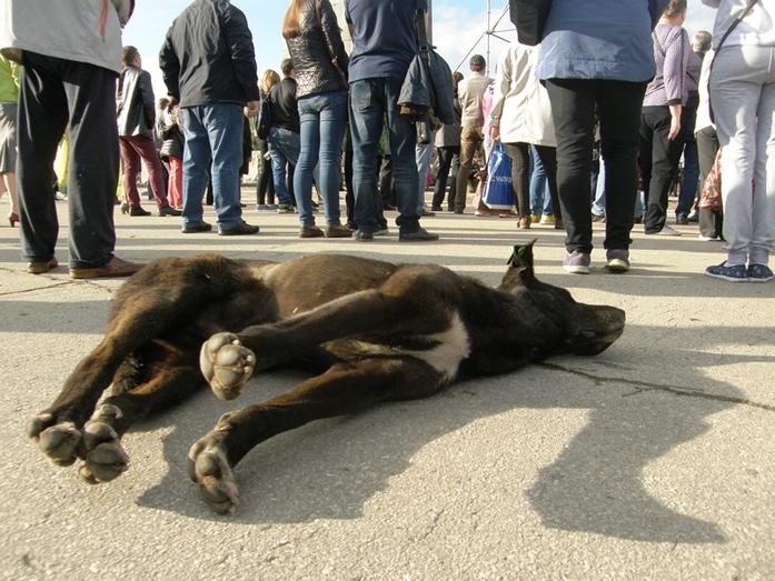 Нижегородские перевозчики вышли на митинг против изменения маршрутной сети 5 Нижегородские перевозчики вышли на митинг против изменения маршрутной сети 5