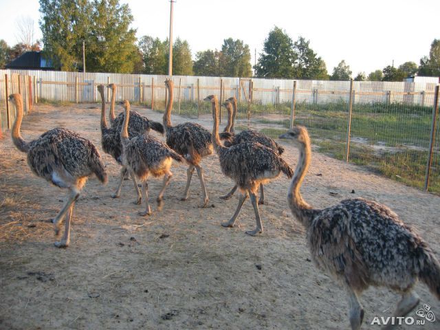В Нижнем Новгороде продается нефтебаза за 200 млн руб. 4 В Нижнем Новгороде продается нефтебаза за 200 млн руб. 4