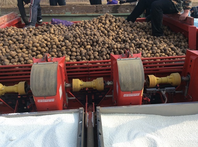 «Продовольственная корпорация Челябинской области»: картофель с родной земли 4 «Продовольственная корпорация Челябинской области»: картофель с родной земли 4