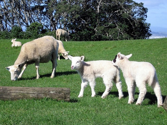 Он вслед за сыном уехал за границу и начал жизнь с чистого листа 3 Он вслед за сыном уехал за границу и начал жизнь с чистого листа 3