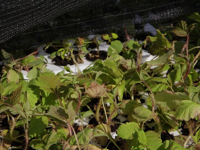 В Нижегородской области открылась уникальная ягодная ферма 3 В Нижегородской области открылась уникальная ягодная ферма 3