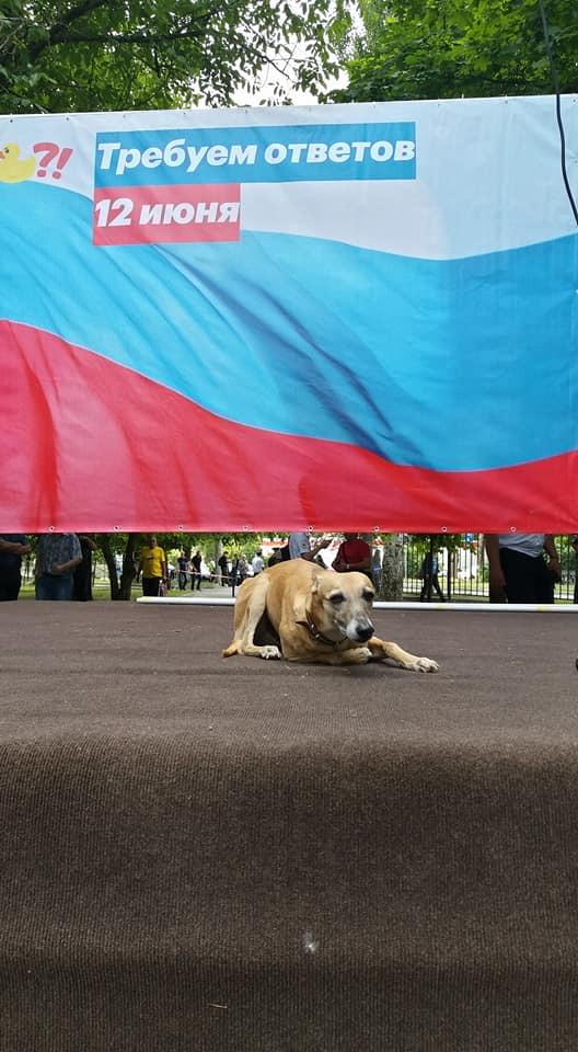 В День России на Дону протестовали против Путина и собирали деньги на мемориал 11 В День России на Дону протестовали против Путина и собирали деньги на мемориал 11