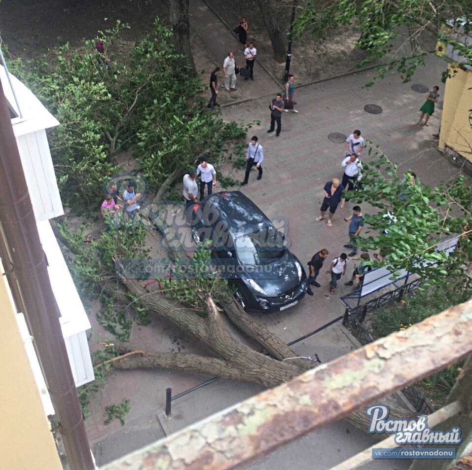 В Ростове ветер массово повалил деревья ФОТО 2 В Ростове ветер массово повалил деревья ФОТО 2