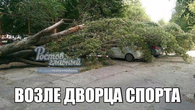 В Ростове ветер массово повалил деревья ФОТО 7 В Ростове ветер массово повалил деревья ФОТО 7