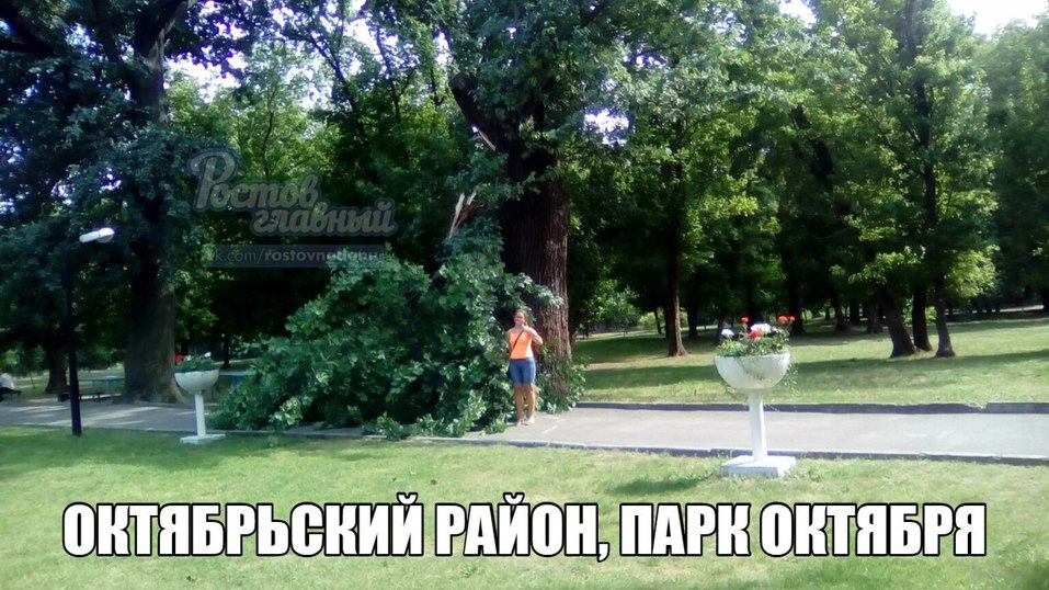 В Ростове ветер массово повалил деревья ФОТО 8 В Ростове ветер массово повалил деревья ФОТО 8
