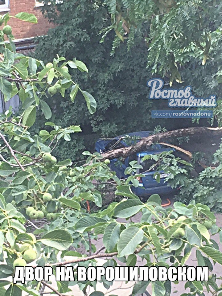 В Ростове ветер массово повалил деревья ФОТО 11 В Ростове ветер массово повалил деревья ФОТО 11