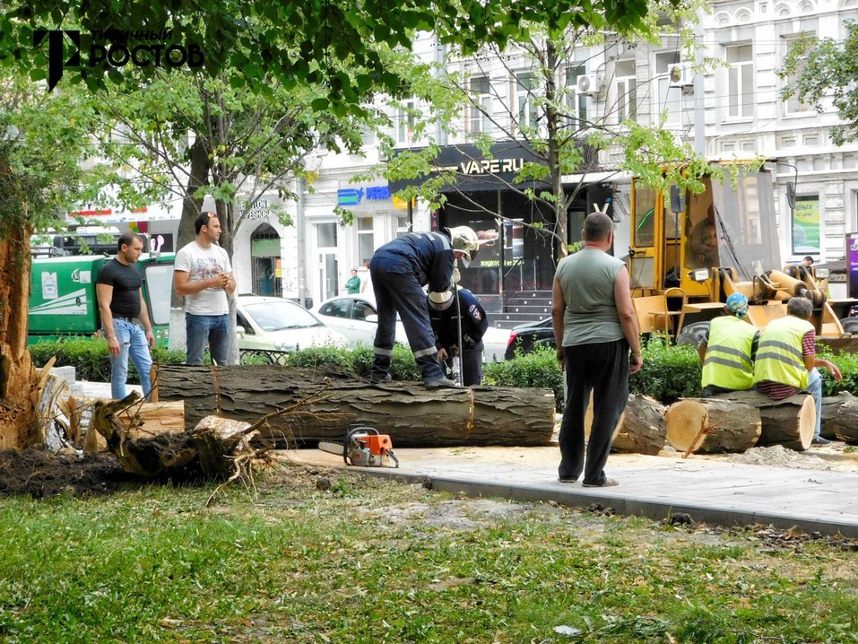 В Ростове ветер массово повалил деревья ФОТО 1 В Ростове ветер массово повалил деревья ФОТО 1