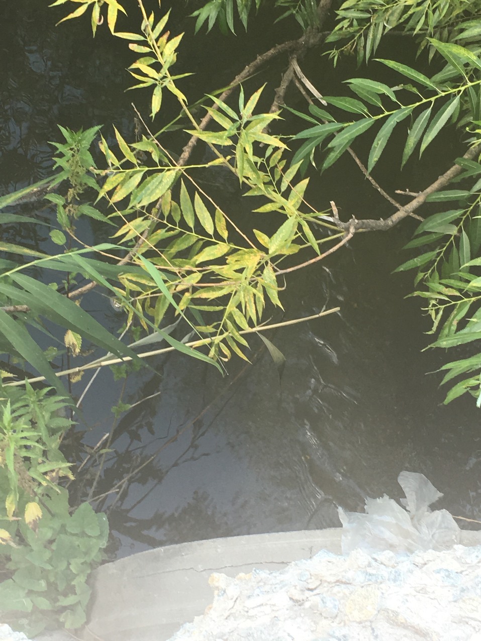 Челябинский ТРК обвинили в фекальном стоке в реку Миасс 1 Челябинский ТРК обвинили в фекальном стоке в реку Миасс 1