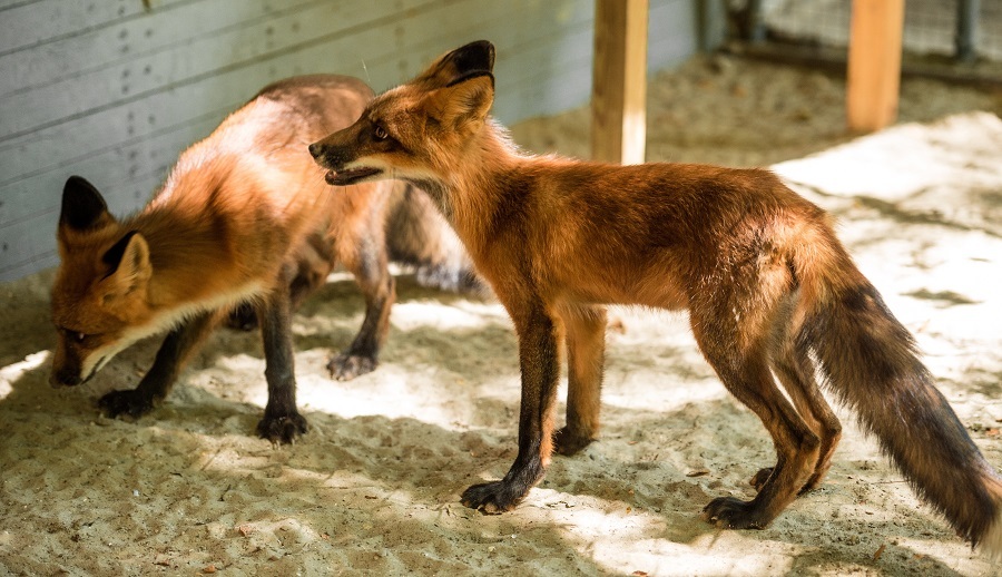 Лисы и песцы появились в зоопарке Ростова 2 Лисы и песцы появились в зоопарке Ростова 2