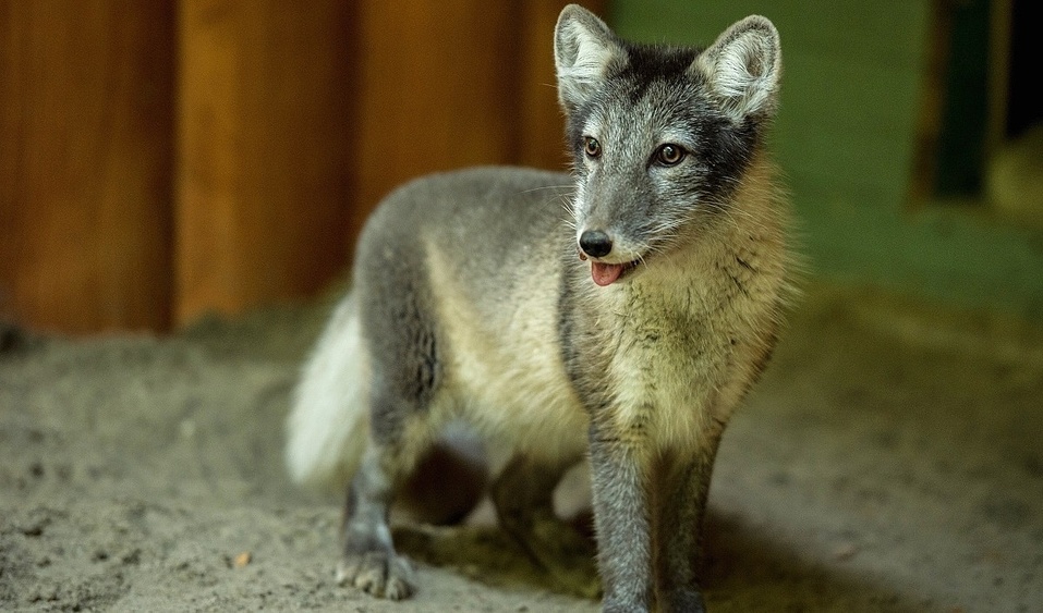 Лисы и песцы появились в зоопарке Ростова 1 Лисы и песцы появились в зоопарке Ростова 1