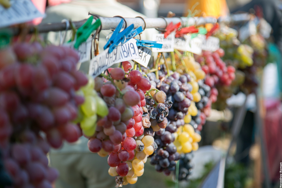 В Ростовской области прошел юбилейный фестиваль "Донская лоза" ФОТОРЕПОРТАЖ 9 В Ростовской области прошел юбилейный фестиваль "Донская лоза" ФОТОРЕПОРТАЖ 9
