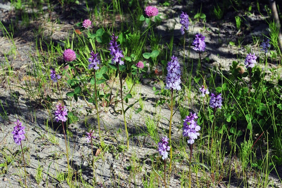 Когда расцветает арктическая орхидея
2 Когда расцветает арктическая орхидея
2