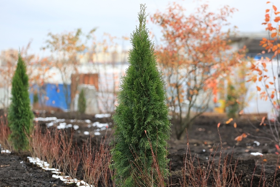 На нижегородском стадионе завершена прошивка газона 21 На нижегородском стадионе завершена прошивка газона 21