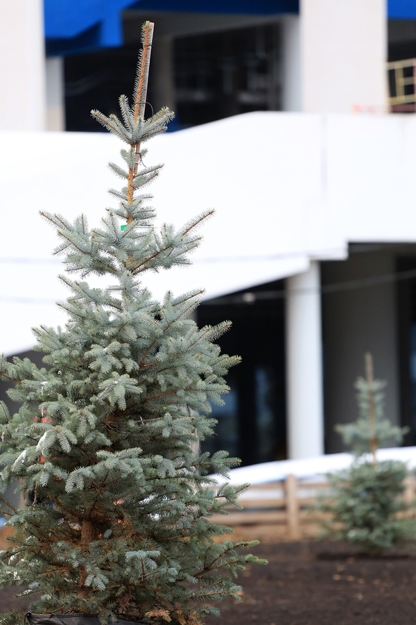 На нижегородском стадионе завершена прошивка газона 32 На нижегородском стадионе завершена прошивка газона 32