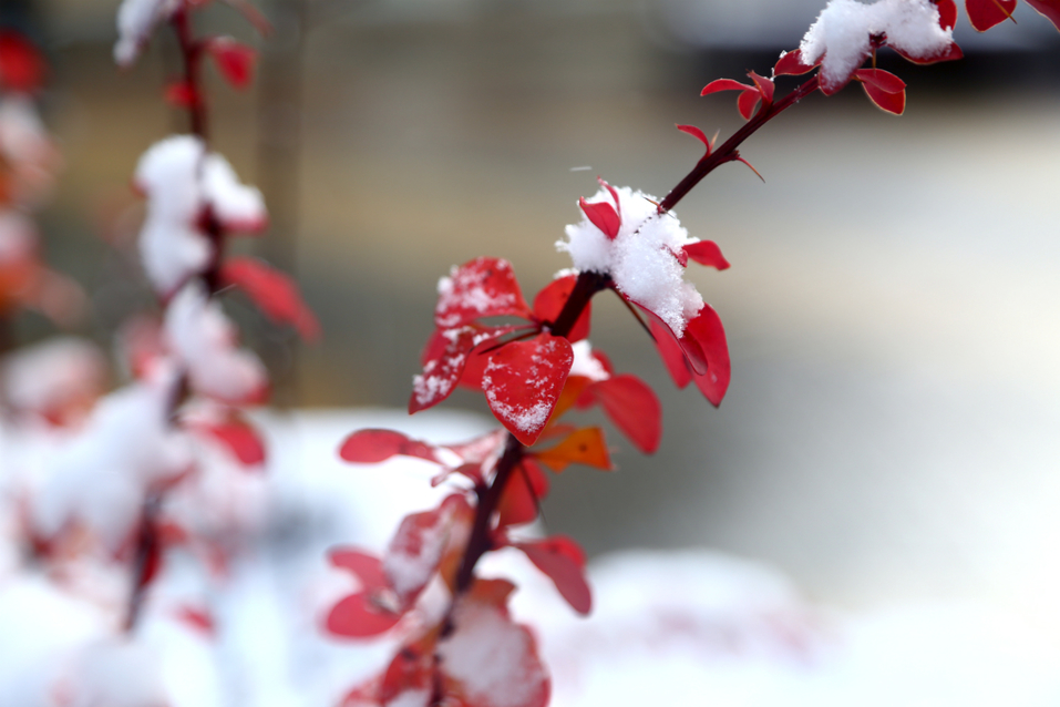 В Ростове выпал первый снег ФОТОРЕПОРТАЖ 8 В Ростове выпал первый снег ФОТОРЕПОРТАЖ 8