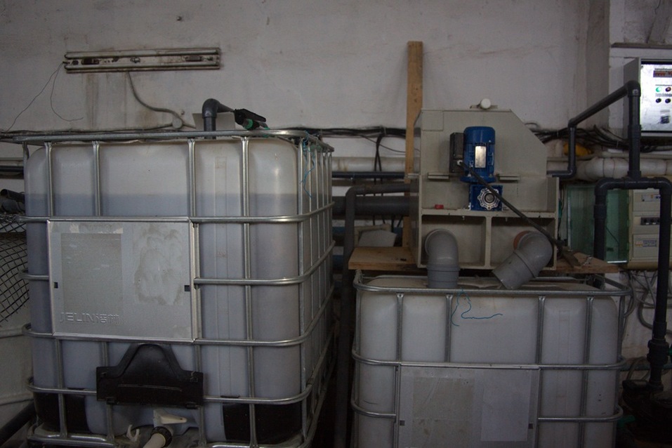 Африканского сома начали производить в Нижегородской области 1 Африканского сома начали производить в Нижегородской области 1