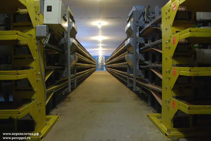 Цена упала в два раза. В Екатеринбурге продают крупнейшую перепелиную ферму 2 Цена упала в два раза. В Екатеринбурге продают крупнейшую перепелиную ферму 2