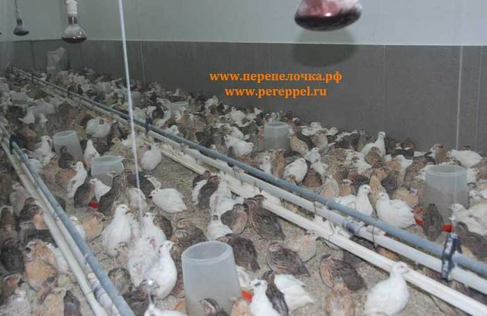 Цена упала в два раза. В Екатеринбурге продают крупнейшую перепелиную ферму 3 Цена упала в два раза. В Екатеринбурге продают крупнейшую перепелиную ферму 3