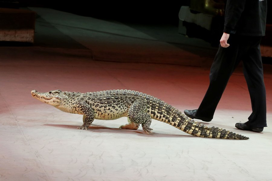 Бегемот Юлиана станет звездой нового шоу «Джамбо» в нижегородском цирке 4 Бегемот Юлиана станет звездой нового шоу «Джамбо» в нижегородском цирке 4