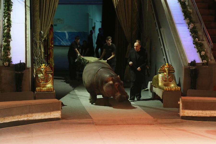 Бегемот Юлиана станет звездой нового шоу «Джамбо» в нижегородском цирке 5 Бегемот Юлиана станет звездой нового шоу «Джамбо» в нижегородском цирке 5