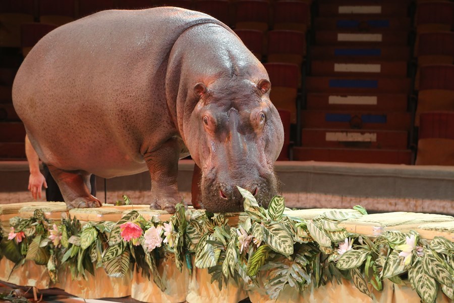 Бегемот Юлиана станет звездой нового шоу «Джамбо» в нижегородском цирке 7 Бегемот Юлиана станет звездой нового шоу «Джамбо» в нижегородском цирке 7