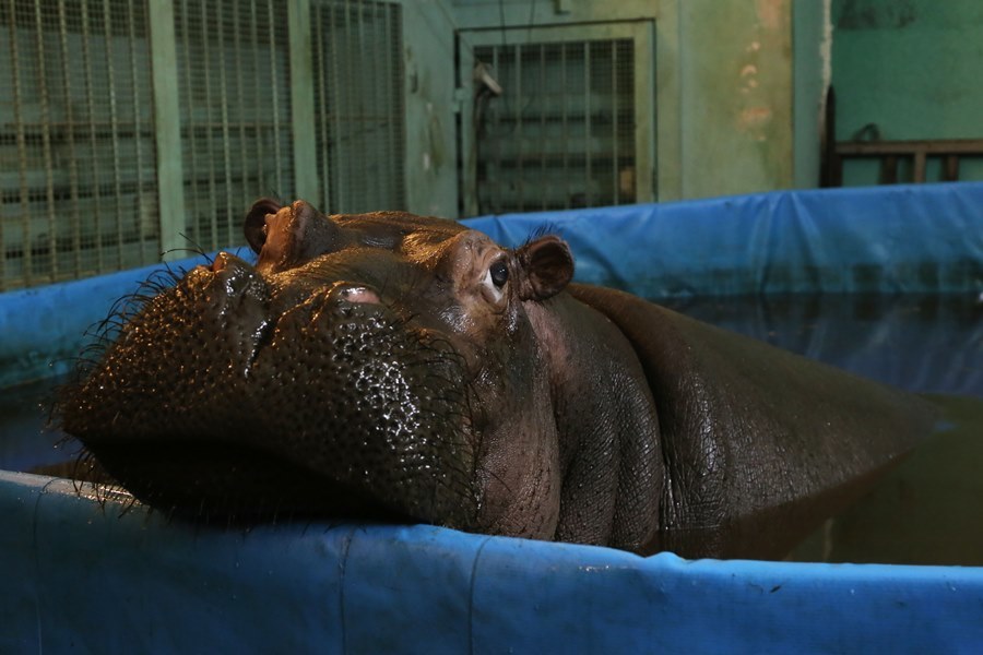 Бегемот Юлиана станет звездой нового шоу «Джамбо» в нижегородском цирке 9 Бегемот Юлиана станет звездой нового шоу «Джамбо» в нижегородском цирке 9