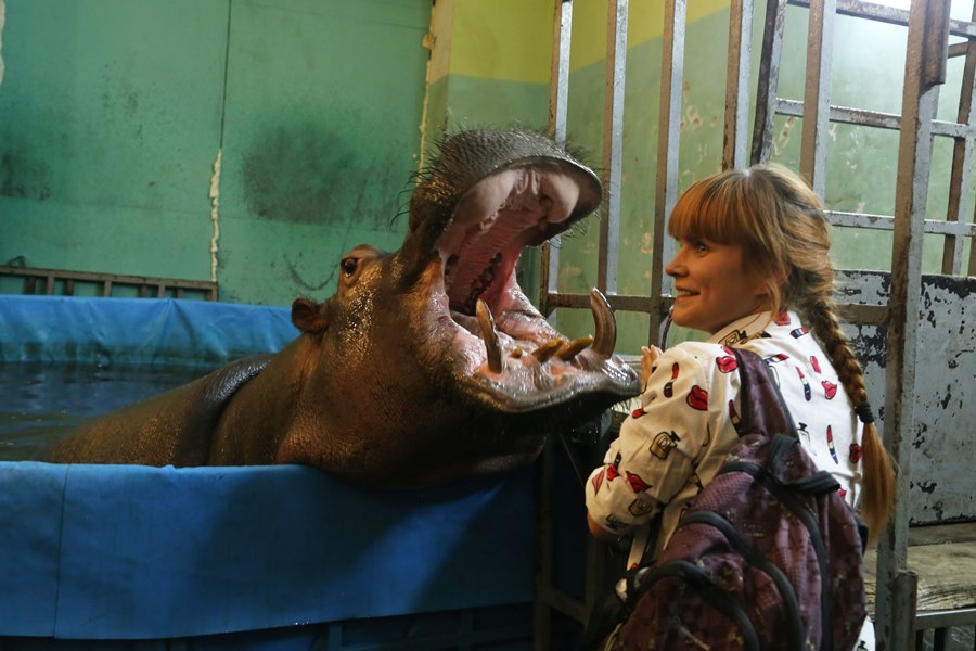 Бегемот Юлиана станет звездой нового шоу «Джамбо» в нижегородском цирке 10 Бегемот Юлиана станет звездой нового шоу «Джамбо» в нижегородском цирке 10