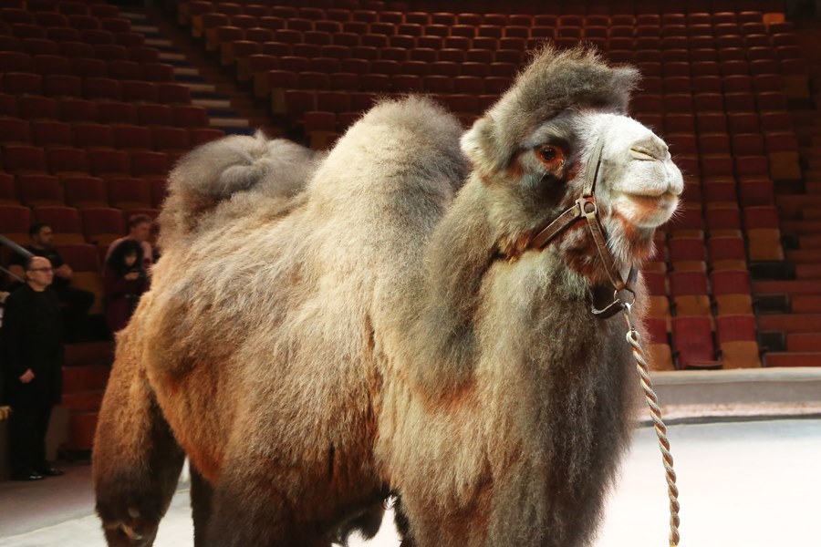 Бегемот Юлиана станет звездой нового шоу «Джамбо» в нижегородском цирке 12 Бегемот Юлиана станет звездой нового шоу «Джамбо» в нижегородском цирке 12