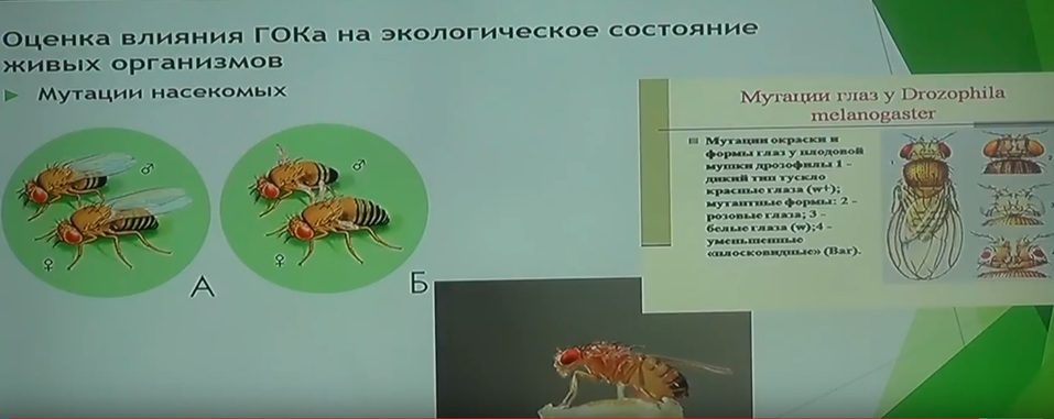Эксперт: «Ущерб от Томинского ГОКа в Челябинской области составит 4,2 млрд руб.» 1 Эксперт: «Ущерб от Томинского ГОКа в Челябинской области составит 4,2 млрд руб.» 1