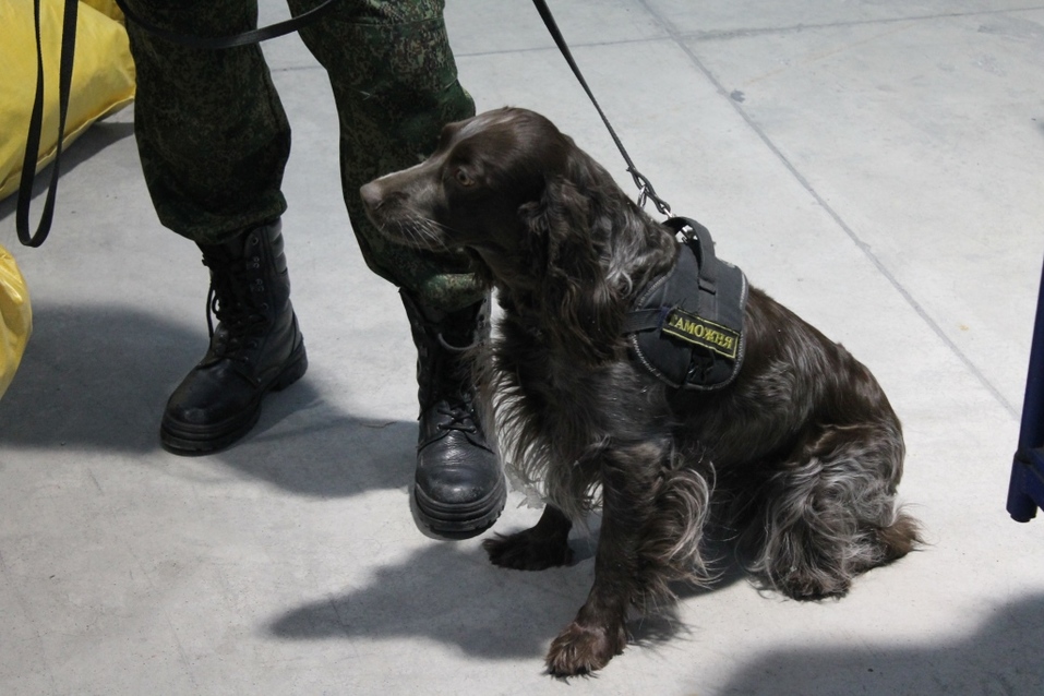 Почта России, Новосибирская таможня и Толмачево обработали рекордное число посылок 6 Почта России, Новосибирская таможня и Толмачево обработали рекордное число посылок 6