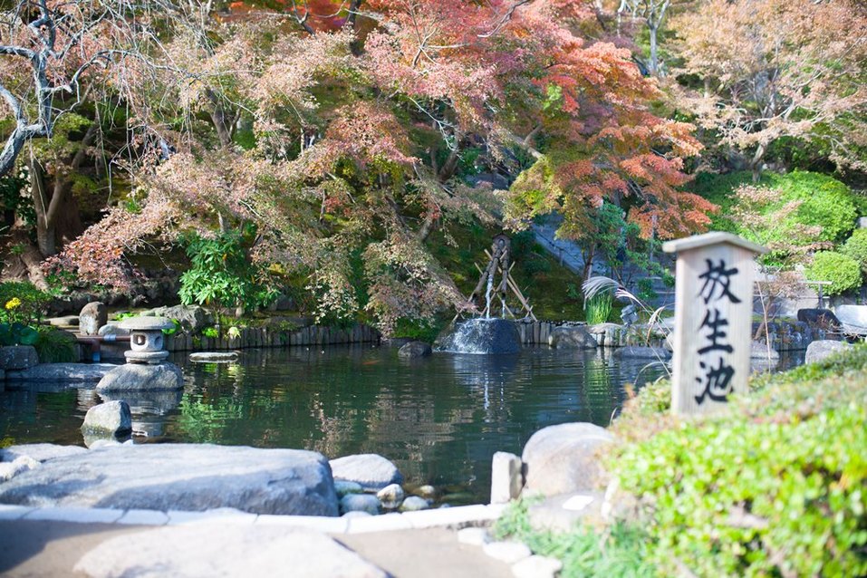 «Более доброжелательных людей я не встречала». Нижегородка о поездке в Японию 5 «Более доброжелательных людей я не встречала». Нижегородка о поездке в Японию 5