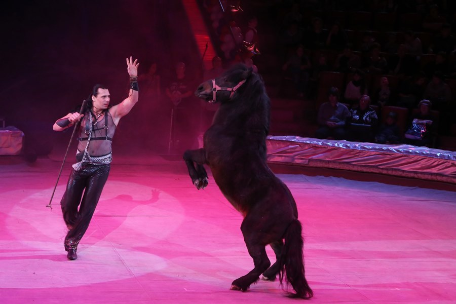 В нижегородском цирке состоялась премьера нового шоу «Звездный круиз» 10 В нижегородском цирке состоялась премьера нового шоу «Звездный круиз» 10