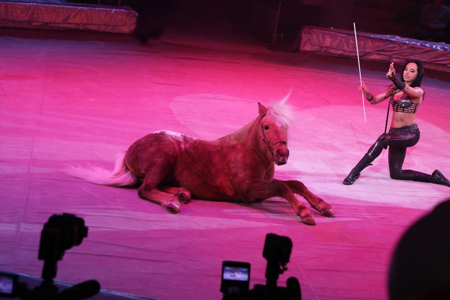 В нижегородском цирке состоялась премьера нового шоу «Звездный круиз» 12 В нижегородском цирке состоялась премьера нового шоу «Звездный круиз» 12