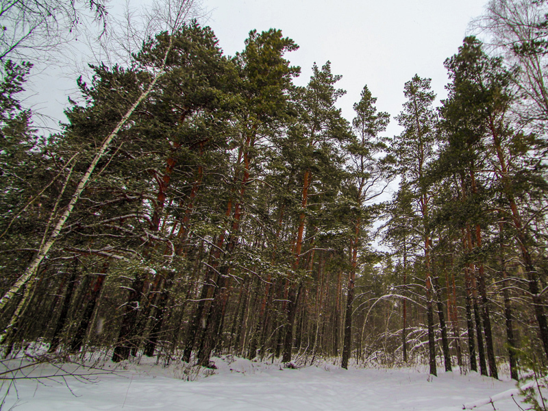 Стартовали продажи квартир в первом семейном живом комплексе «Сокольники» 6 Стартовали продажи квартир в первом семейном живом комплексе «Сокольники» 6
