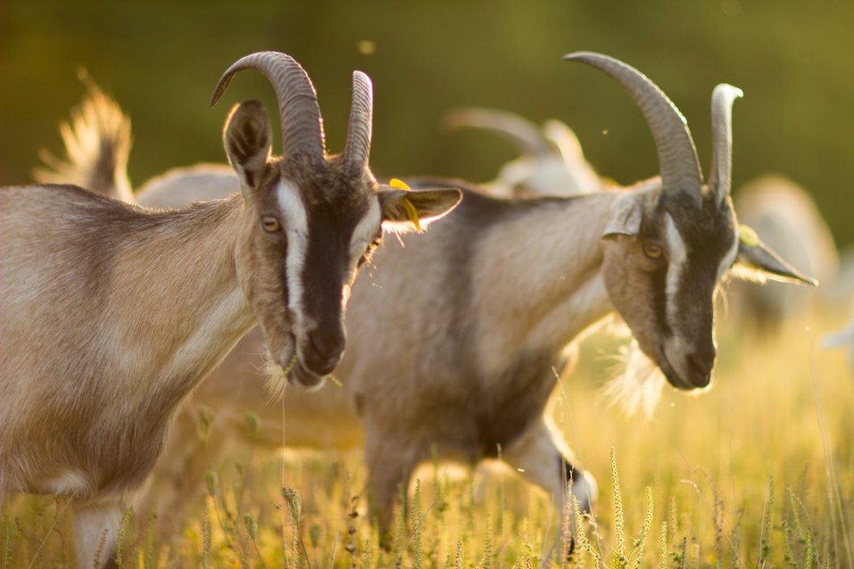 «На лугу пасутся ко...»: как строитель из Ростова создал козью ферму 1 «На лугу пасутся ко...»: как строитель из Ростова создал козью ферму 1