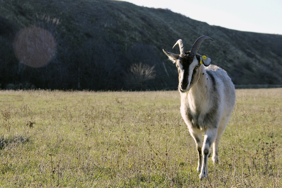 «На лугу пасутся ко...»: как строитель из Ростова создал козью ферму 2 «На лугу пасутся ко...»: как строитель из Ростова создал козью ферму 2