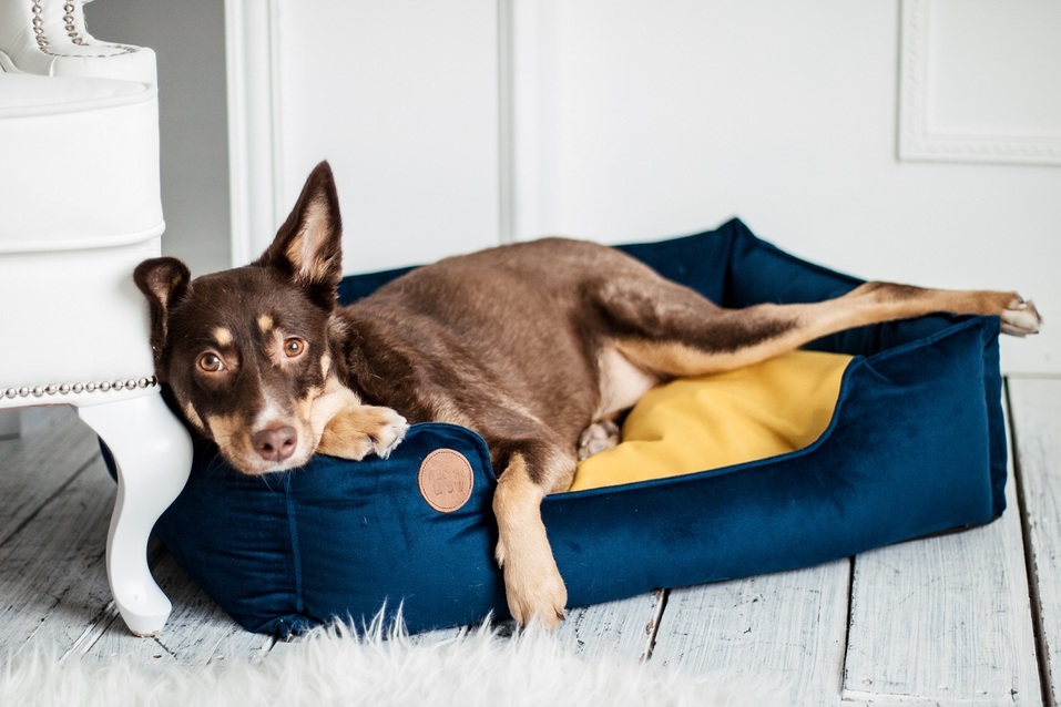 «Такого в Ростове еще не было»: стартаперы создали dog-пространство для владельцев собак 1 «Такого в Ростове еще не было»: стартаперы создали dog-пространство для владельцев собак 1