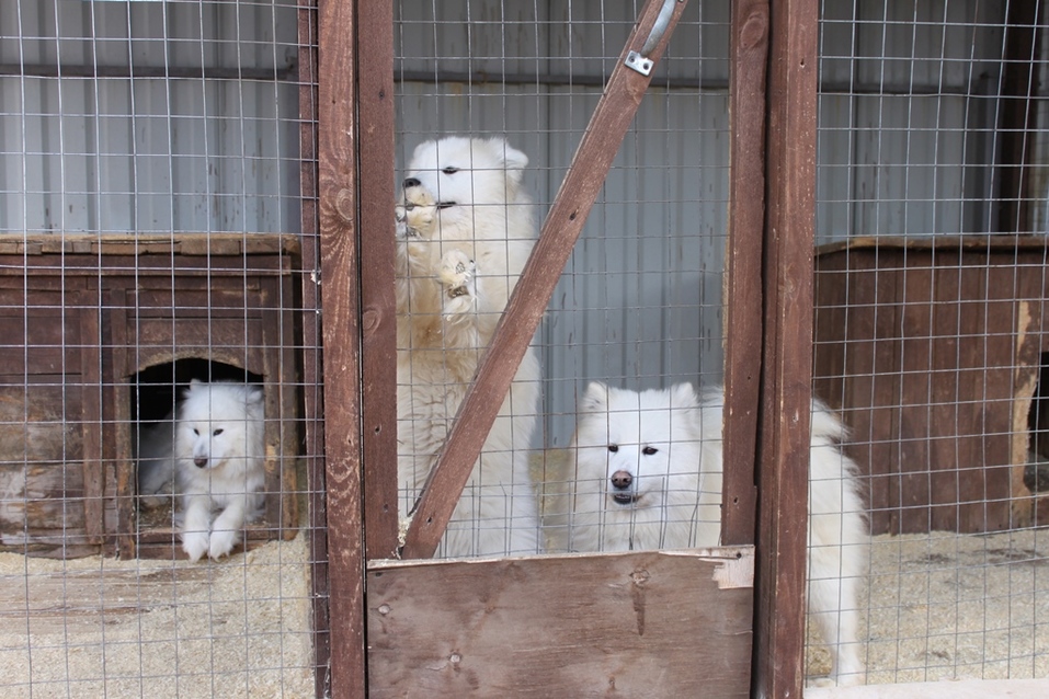 Твое собачье дело: как живет «звериный» бизнес в Челябинской области 2 Твое собачье дело: как живет «звериный» бизнес в Челябинской области 2