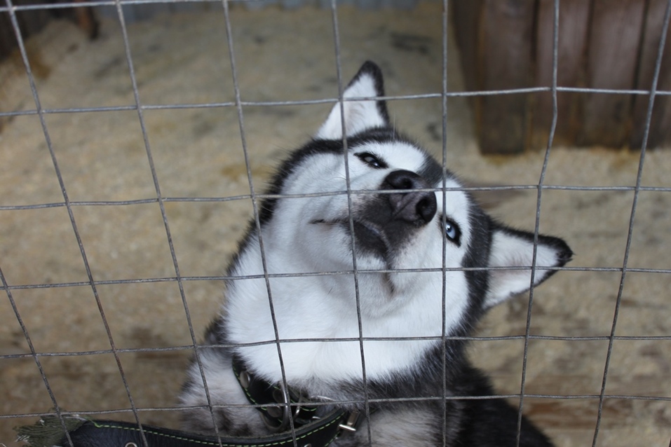Твое собачье дело: как живет «звериный» бизнес в Челябинской области 1 Твое собачье дело: как живет «звериный» бизнес в Челябинской области 1