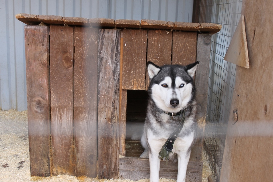 Твое собачье дело: как живет «звериный» бизнес в Челябинской области 5 Твое собачье дело: как живет «звериный» бизнес в Челябинской области 5