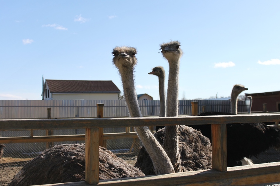 Твое собачье дело: как живет «звериный» бизнес в Челябинской области 8 Твое собачье дело: как живет «звериный» бизнес в Челябинской области 8