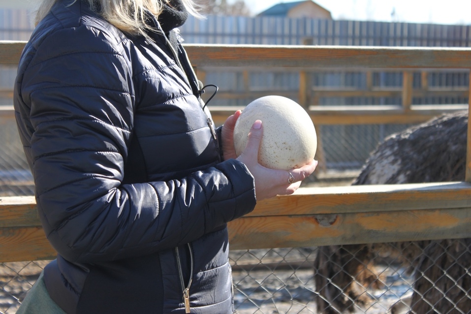 Твое собачье дело: как живет «звериный» бизнес в Челябинской области 9 Твое собачье дело: как живет «звериный» бизнес в Челябинской области 9