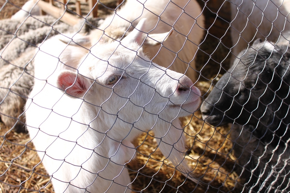 Твое собачье дело: как живет «звериный» бизнес в Челябинской области 11 Твое собачье дело: как живет «звериный» бизнес в Челябинской области 11