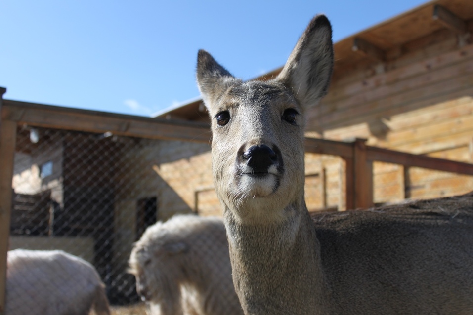 Твое собачье дело: как живет «звериный» бизнес в Челябинской области 10 Твое собачье дело: как живет «звериный» бизнес в Челябинской области 10