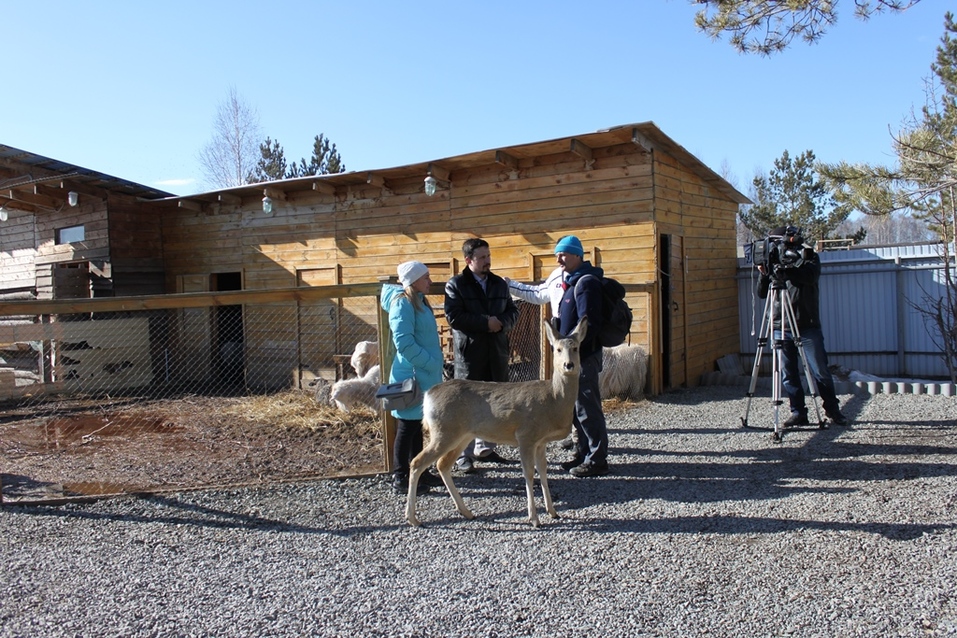 Твое собачье дело: как живет «звериный» бизнес в Челябинской области 12 Твое собачье дело: как живет «звериный» бизнес в Челябинской области 12