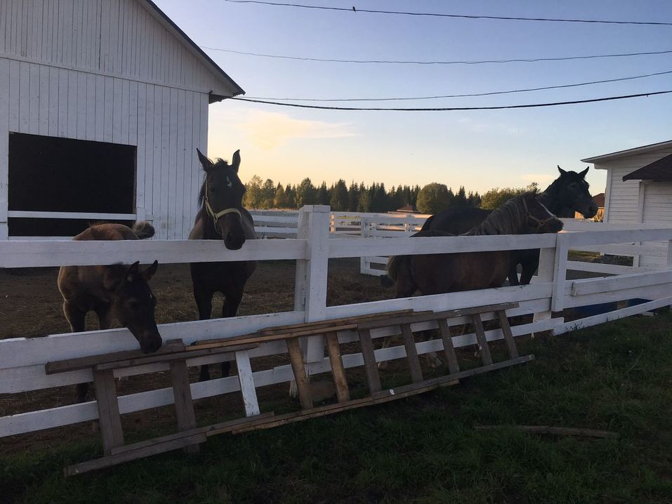 90 млн руб. Уральский бизнесмен продает угодья с отелем, прудом, оленями и медведями 1 90 млн руб. Уральский бизнесмен продает угодья с отелем, прудом, оленями и медведями 1