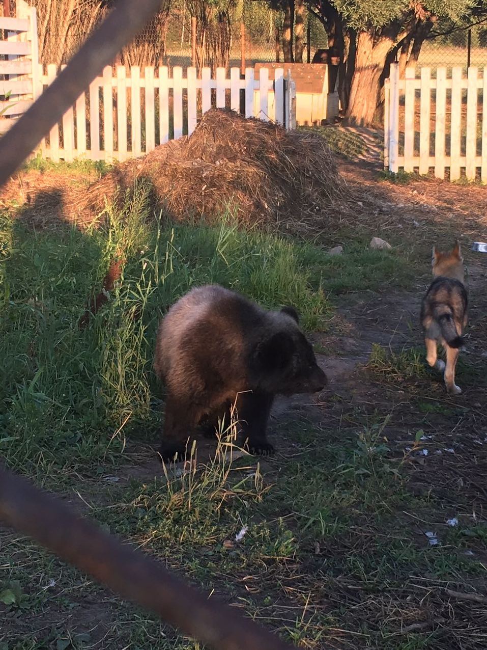 90 млн руб. Уральский бизнесмен продает угодья с отелем, прудом, оленями и медведями 2 90 млн руб. Уральский бизнесмен продает угодья с отелем, прудом, оленями и медведями 2