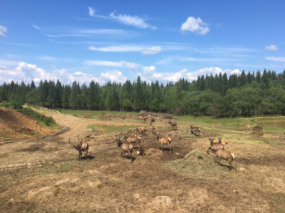 90 млн руб. Уральский бизнесмен продает угодья с отелем, прудом, оленями и медведями 4 90 млн руб. Уральский бизнесмен продает угодья с отелем, прудом, оленями и медведями 4